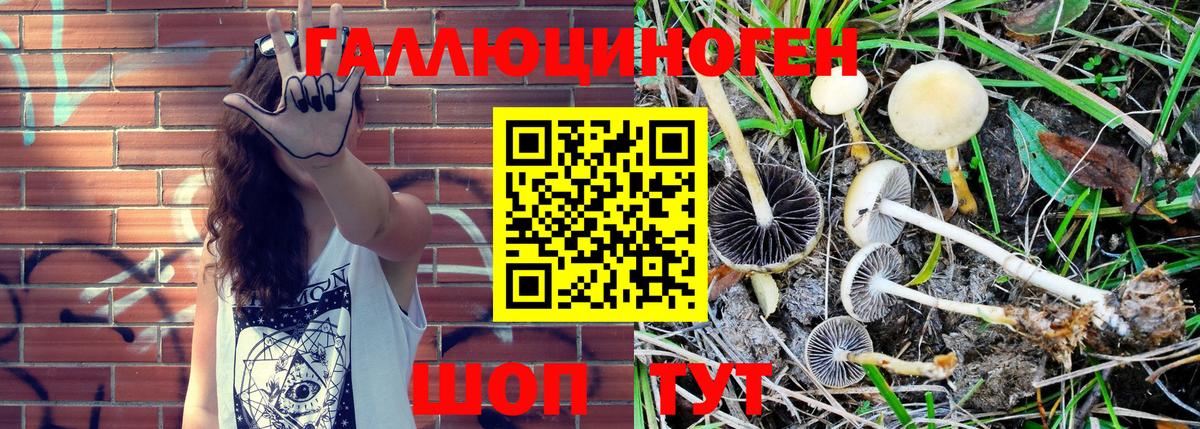 закладки  Вход с VPN  Галлюциногенные грибы MAGIC MUSHROOMS  Сосновоборск  Псилоцибиновые грибы Psilocybine cubensis 